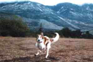 Volna Alisdan running in the mountains